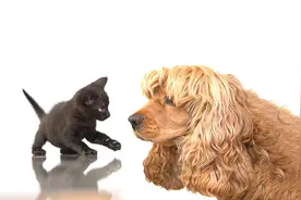 猫狗快要死的时候，会偷偷离家出走，为何动物能够“预知”死亡？图片