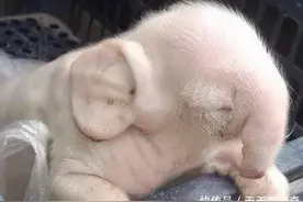 母猪竟生下一只“大象”，它父亲究竟是谁，农村大爷终于道出实情图片