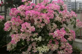 栽种几个月的三角梅盆栽为什么一直不长？三角梅新枝条都要掉光了图片