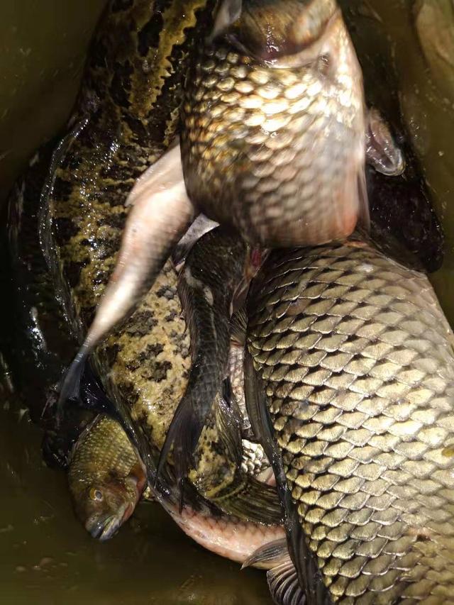 冬天野钓几款口很好的饵料配方分享，成本不贵，做一次用三月
