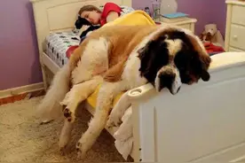 究竟可否让狗上床跟我睡觉？干不干净还只是其次图片