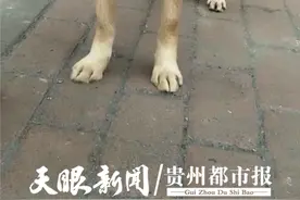 请别伤害它！流浪狗狗疑遭“割喉”，贵阳市民爱心接力救治图片