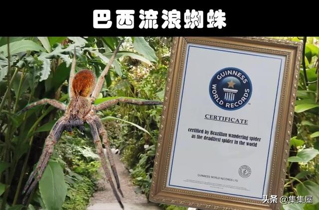 细数世界各地存在的10大奇怪的毒蜘蛛