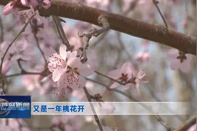又是一年桃花开图片