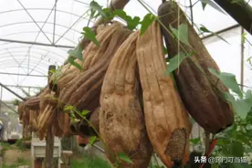 农村丝瓜越老越“值钱”，除了洗碗外，还有这3种妙用图片