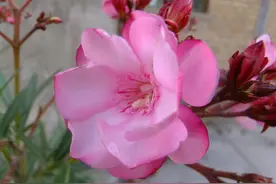 你养的花，可能是“毒花”，盘点8种常见毒花图片
