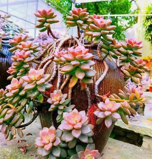 去鸡皮疙瘩的有根除的药