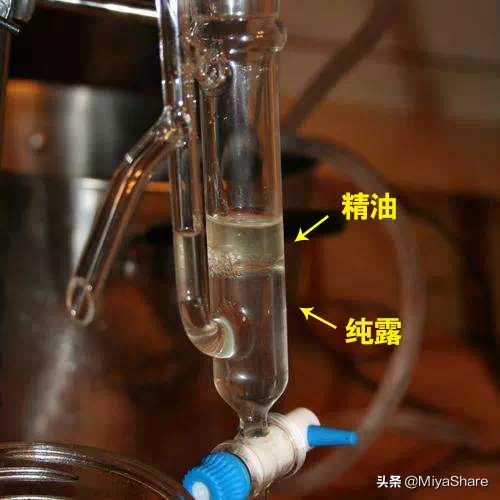 纯露纯天然护肤骗了多少人？祛痘美白？纯露真实作用让人大跌眼镜