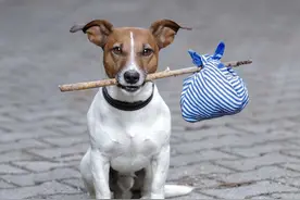 狗的哪个部位最脆弱？遇到恶犬扑来，该怎么办？图片