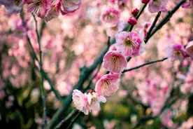 冬去春至，山河无恙，南京古林公园梅花绽放图片