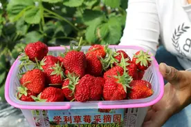 一八八团：草莓采摘正当时图片