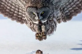 如今我们很难再看到老鼠和猫头鹰了，知道为啥不？图片