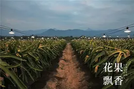 火龙果的财富陨落：三年前的印钞机何以沦落为生存危机图片