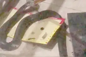 广州一小区出现大大小小十几条蛇，还都是有毒的眼镜蛇图片