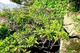 ＂北方黄花梨＂精品是这样的，你也能玩图片