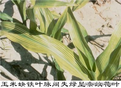 铁在玉米中的作用，如何在滴灌玉米中科学施用铁