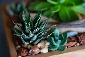 11种容易养殖又好看多见的多肉植物图片