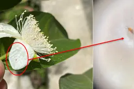 番石榴蓟马年年打年年频发？提前预防，做好“三步曲”可轻松防治图片