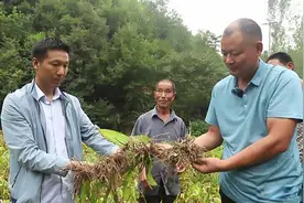 农村小伙负债三百万创业，扎根深山种植中药材，带一千户农民致富图片