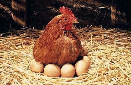 “土鸡蛋”和洋鸡蛋营养价值差不多？最大区别是这几种营养素