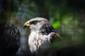 猎捕的鹰隼已经放生了，还要承担生态损害责任吗？图片