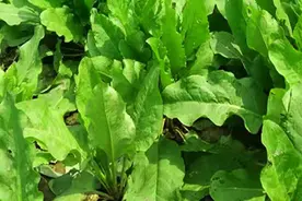 黄棒菜——蛋白菜、长寿菜、致富菜、畜牧菜图片