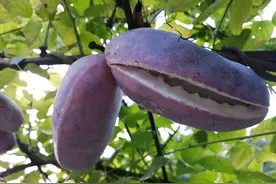 湖南农村5种野果成熟了，有时间快去摘，错过又要等一年图片