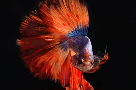 斗鱼（泰国斗鱼）的一些常见问题及饲养技巧图片