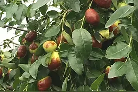 承包的荒滩，栽上果树不如嫁接的野枣树挣钱，野枣树怎样嫁接？图片