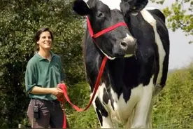 25张罕见的动物尺寸对比照，很难相信是真的图片