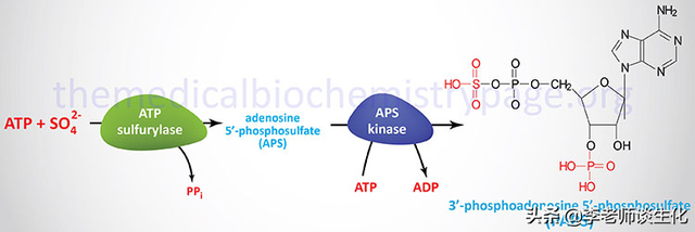 氨基酸的碳架氧化（二）