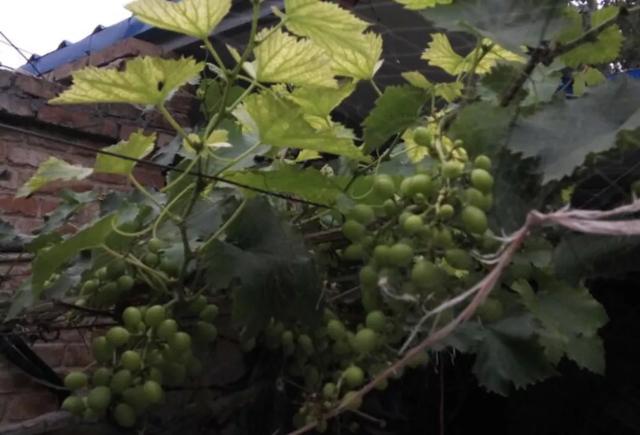 钁¤悇缂洪搧鏈変粈涔堢棁鐘讹紵鍙剁墖鍙戠櫧锛岄€夋嫨鍚堥€傞搧鑲ヨˉ鏁? onerror=