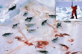猎杀海豹，吃肉不吃素？！原住民们怒怼动保组织：站着说话不腰疼图片