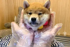 柴犬百科｜到底选择有黑口罩的柴犬还是净脸柴犬？图片