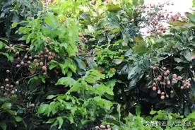 在厦门第一次看见桂圆树，当地人称桂圆为龙眼图片