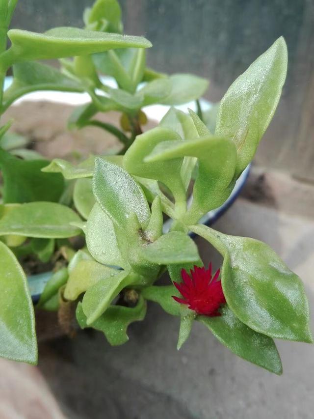 夏天牡丹吊兰不开花?搞懂原因再管理,开花爆盆很简单