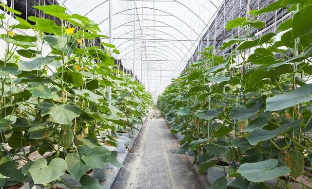 澶ф榛勭摐绉у枬鎺虹櫧绯栫殑鐗涘ザ锛屼憨浜ф敹鐩婅揪鍗佸嚑涓囷紝杩欓」鎶€鏈€煎緱鎺ㄥ箍