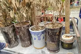 被人扔掉的高瓷盆，捡回来种上花，摆客厅很大气图片