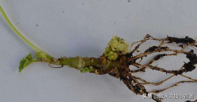 作物药物灌根防治病害效果差？学会这10个用药技巧效果能翻倍