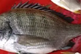 福建所有的海鲜都在这儿了，你吃过几种？（二）图片