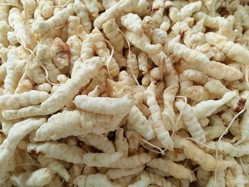 有种作物地，下块茎很像蚕宝宝，在北方栽培居多，你认识吗