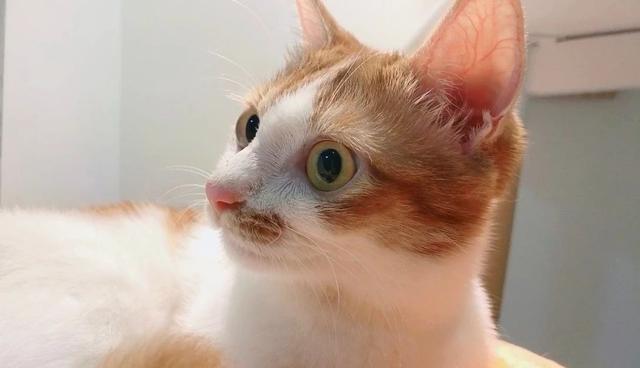 猫咪自身无法合成牛磺酸，长期缺乏会出事！一篇文章教你怎么补充