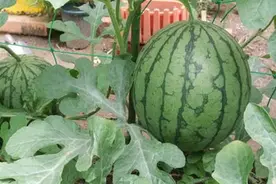 西瓜旺长不结瓜的原因及防治措施图片