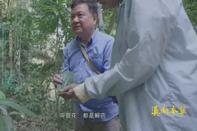 边睡觉边治疗、深山里的龙血树、形态各异的石斛，在这种独特的傣医药文化里还有更多的秘密图片