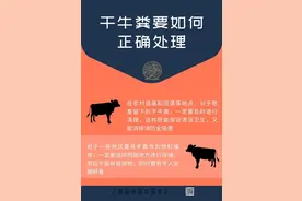 牛粪容易着火，这是真的吗？图片