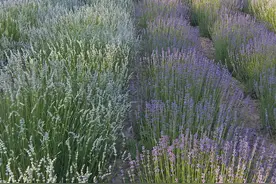 白色薰衣草，花语—等待爱情图片