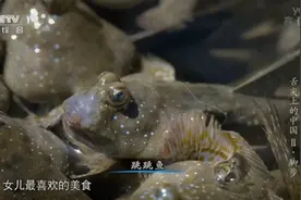 如果美人鱼会走路，它有几种走法？图片