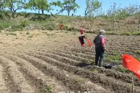东北野鸡泛滥成灾，为啥食客干瞪眼？农民：不敢碰图片