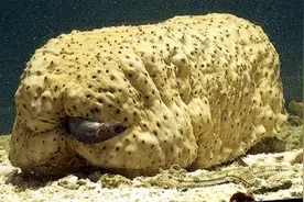 海底最奇特的共生关系，隐鱼为什么喜欢往海参的后面钻？图片