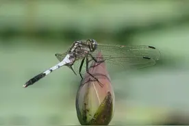 飞行界的王者：蜻蜓，科学家研究多年仍未完全搞清其奥秘图片